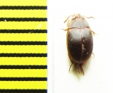 Platydema omissum  Malaysia, Borneo - INSECTS-STORE.RU