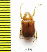 Pectinichelus brunneus  Tajikistan - INSECTS-STORE.RU