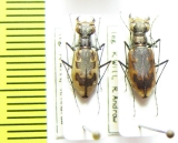 Cicindela hamata pallifera  USA - INSECTS-STORE.RU