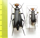 Epicauta hirticollis, pair  China - INSECTS-STORE.RU