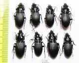 Carabidae sp.  Russia, Caucasus - INSECTS-STORE.RU