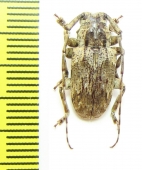 Cerambycidae sp.  Cameroon - INSECTS-STORE.RU