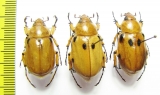 Cyclocephala sp., pair  Ecuador - INSECTS-STORE.RU