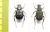 Paratrichius nicoudi, pair  Laos - INSECTS-STORE.RU