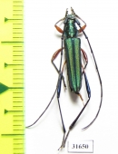 Cerambycidae sp.  Indonesia, Ceram isl. - INSECTS-STORE.RU