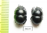 Lethrus pygmaeus  Uzbekistan - INSECTS-STORE.RU