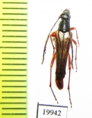 Neobellamira delicata  USA - INSECTS-STORE.RU