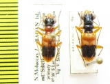 Therates sp., T.fasciatus  Indonesia, Bacan isl. / Sulawesi - INSECTS-STORE.RU