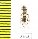 Molorchus pinivorus  Japan - INSECTS-STORE.RU