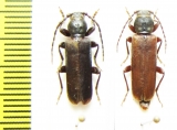 Tetropium staudingeri, pair  Kazakhstan - INSECTS-STORE.RU