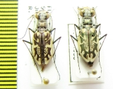 Cicindela hamata, pair  USA - INSECTS-STORE.RU