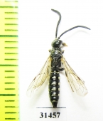 Tiphiidae, Meria sp.  Russia, Astrakhan reg. - INSECTS-STORE.RU