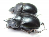 Catharsius pseudovitulus, pair  Ethiopia - INSECTS-STORE.RU