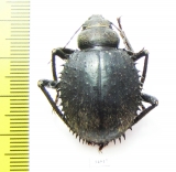 Prionotheca coronata  Sudan - INSECTS-STORE.RU