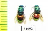 Chrysididae sp.  Russia, Moscow reg. - INSECTS-STORE.RU