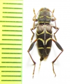 Neoclytus scutellaris  USA - INSECTS-STORE.RU