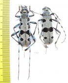 Rosalia alpina, pair  Moldova - INSECTS-STORE.RU