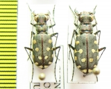 Calomera littoralis conjunctaepustulata, pair  Kazakhstan - INSECTS-STORE.RU