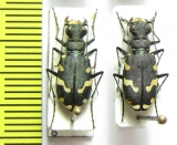 Cicindela albopilosa, pair  Kirgizstan - INSECTS-STORE.RU