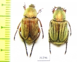 Glaphyrus superbus straussi, pair  Iran, Khuzestan prov. - INSECTS-STORE.RU