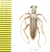 Cerambycidae sp.  South Africa Rep. - INSECTS-STORE.RU