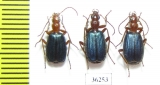 Carabidae sp.  Russia, Astrakhan reg. - INSECTS-STORE.RU