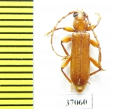 Cerambycidae sp.  South Africa Rep. - INSECTS-STORE.RU