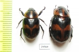 Cyclocephala sp., pair  Panama - INSECTS-STORE.RU