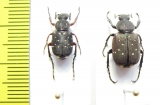 Paratrichius pauliani, pair  China, Sichuan prov. - INSECTS-STORE.RU