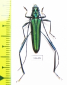 Cerambycidae sp.  Indonesia, Kalimantan - INSECTS-STORE.RU