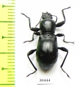 Gebienella sp.  Malaysia - INSECTS-STORE.RU