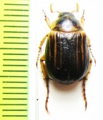 Anomala semenovi  Kazakhstan - INSECTS-STORE.RU