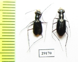 Cicindela highlandensis, pair  USA - INSECTS-STORE.RU