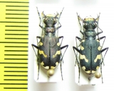 Cicindela albopilosa  Kirgizstan - INSECTS-STORE.RU