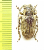 Cerambycidae sp.  Cameroon - INSECTS-STORE.RU