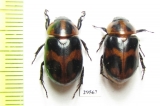 Cyclocephala sp., pair  Panama - INSECTS-STORE.RU