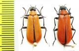 Pyrochroa coccinea, pair  Russia, Tver reg. - INSECTS-STORE.RU