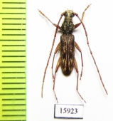 Cerambycidae sp.  Indonesia, Kalimantan - INSECTS-STORE.RU