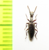 Tagenostola pilosa  Kazakhstan - INSECTS-STORE.RU