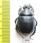 Enoplotrupes bieti, male  China - INSECTS-STORE.RU