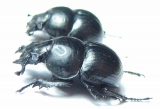 Lethrus bactrianus, pair  Tajikistan - INSECTS-STORE.RU