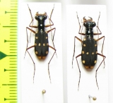 Thopeutica diana, pair  Indonesia, Sulawesi - INSECTS-STORE.RU