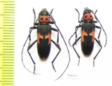 Purpuricenus apicalis, pair  Iran, Bakhtiari prov. - INSECTS-STORE.RU