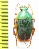 Mycterophallus duboulayi  Australia - INSECTS-STORE.RU