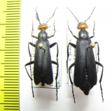 Epicauta sibirica sibirica, pair  Mongolia - INSECTS-STORE.RU