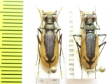 Cephalota schrenki, pair  Kazakhstan - INSECTS-STORE.RU