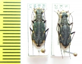 Cylindera gracilis, pair  Russia, Tuva reg. - INSECTS-STORE.RU