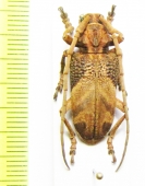 Phryneta semirasa  Zambia - INSECTS-STORE.RU