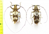 Cerambycidae sp., pair  Cameroon - INSECTS-STORE.RU