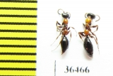 Methocha articulata  Russia, Tver reg. - INSECTS-STORE.RU